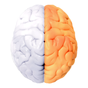 brain